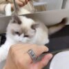 Louis Vuitton CATCH Silver Full Diamond Ring