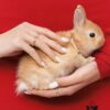 6930040012f62673a6faae84 Rabbit Year New Arrival Hefang Bi De Rabbit Confession Macaron Pearl Bracelet Minimalist Design 925 Sterling Silver Full-Silver Gift