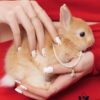 [Year of the Rabbit New Arrival] HEFANG Bi De Tu Double-Layer Heart Pure Silver Ring S925 Sterling Silver Band, Ideal Gift for Birth Year