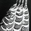 6931a0b2ccd8ab3d7af948d6 Loewe Printed Feather Short-Sleeve T-Shirt